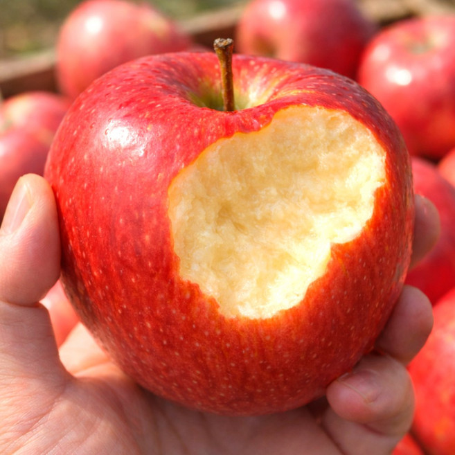 [3일간초특가] 구매1위 국내산 부사 사과, 1개, 5kg (난좌포장)