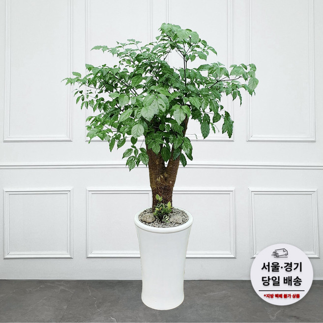 에코플랜트 (당일배송) 금전수 개업 사무실 이전 병원 개원 식당 개업식 축하 화분, 09. 해피트리, 1개