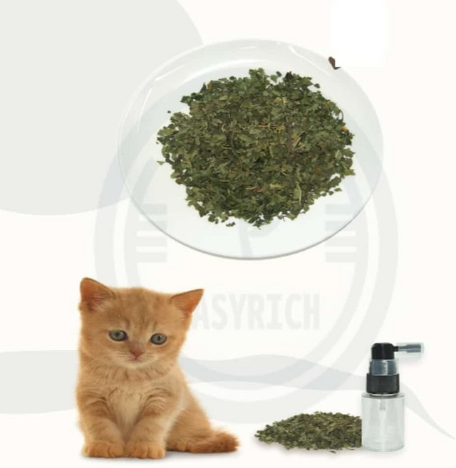 포근한잡화점 천연 마따따비잎 & 분무기 고양이스트레스완화 고양이진정제, one, 1개