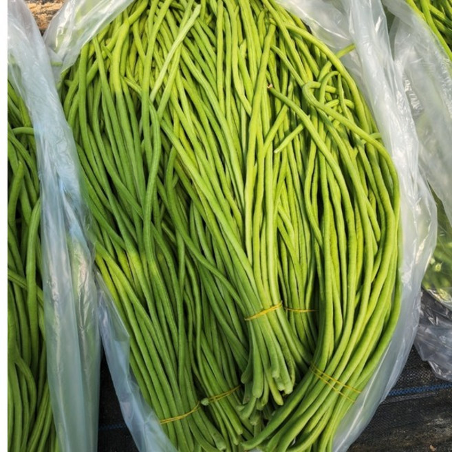베트남 줄콩 롱빈 Long Bean Dau dua 신선 그린빈 껍질콩 볶음용 샐러드용, 1박스, 500g