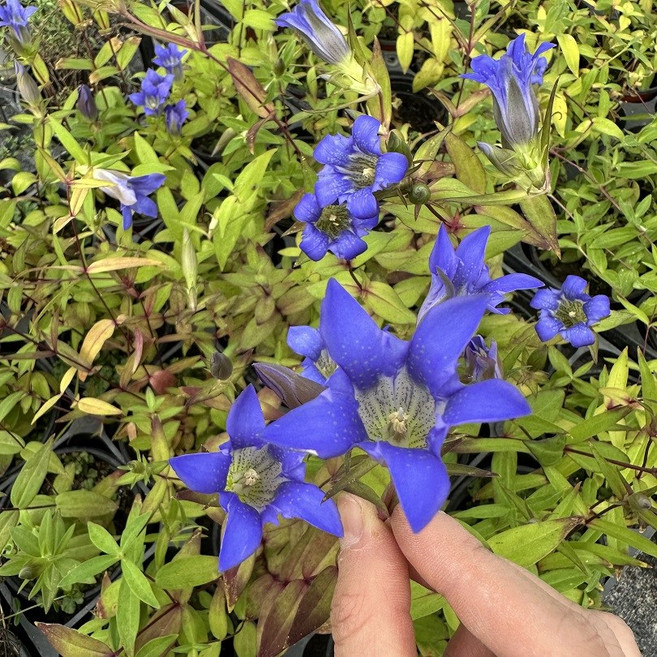 용담 모종 노지월동 다년초 야생화 보라색 매력적인 가을꽃 이색포트, 1개