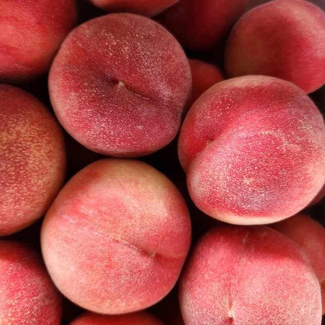 달콤하고 과즙많은 복숭아 말랑이 황도 백도 털복숭아, 1개, 4kg(19~22과)