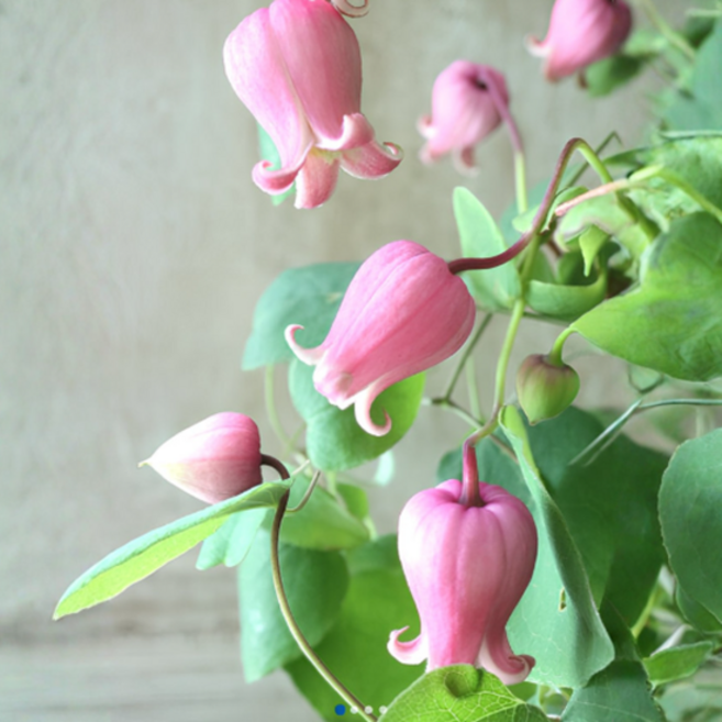 클레마티스 '피치글로우' [1포트] (복남이네야생화 Clematis Peach Glow 으아리 덩굴식물), 1개