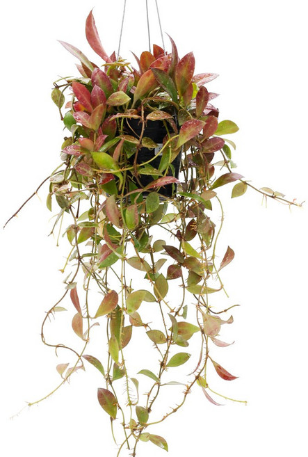 실내공기정화식물 틸란드시아 이오난사 디시디아 행잉플랜트, 행잉플랜트 썬라이즈, 1개