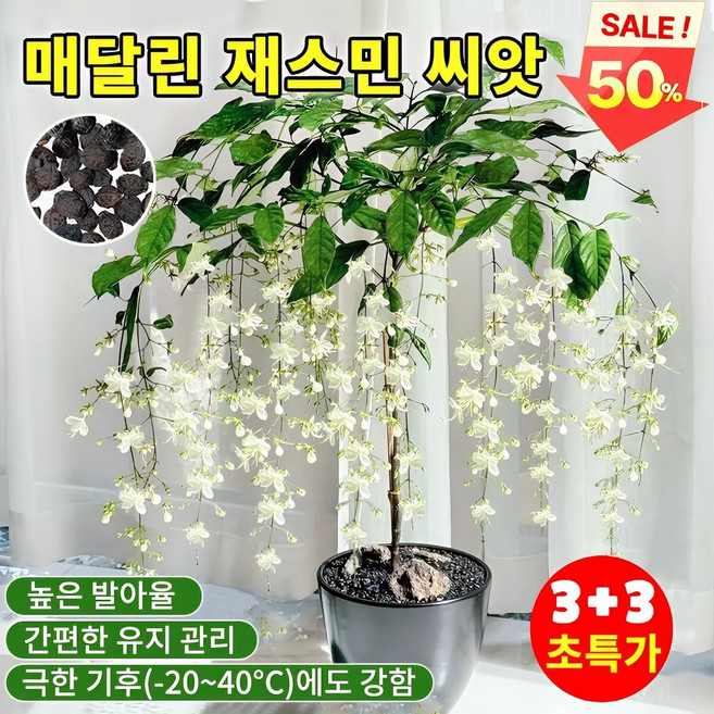 [초보자 쉬운 재배~] 60/100 강렬한 향의 매달린 재스민 씨앗 행잉 자스민 씨앗 향기가 멀리 퍼집니다 자스민식물 재스민 꽃 행인 자스민 쟈스민 꽃나무, 60개