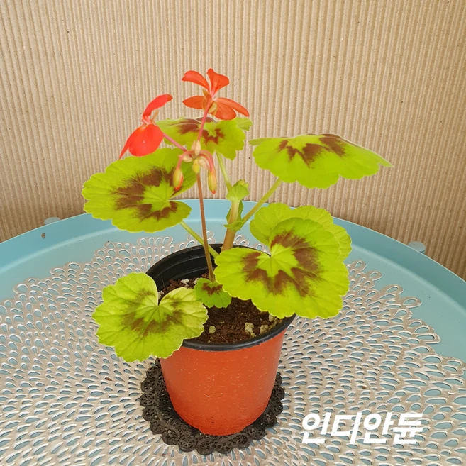 인디안듄 유럽팬시제라늄, 1개 - 쿠팡