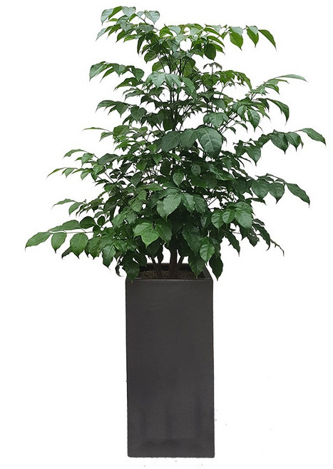 도자기랑나무랑 개업 개원 축하화분 거실반려식물 실내공기정화 금전수 뱅갈고무나무, 1개, 녹보수 해피트리 축하화분 DLP-083