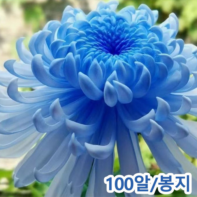 국화씨앗 4계절 꽃씨앗노지, 2개, 현란