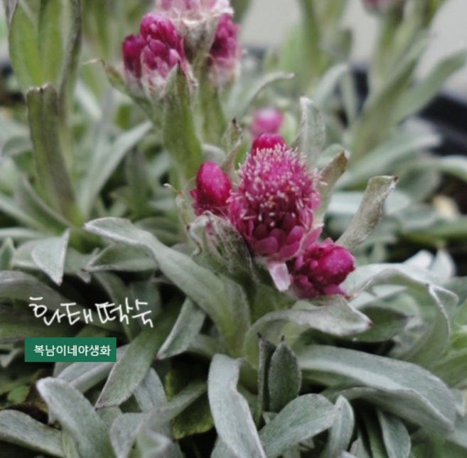백두산 화태떡쑥 [4개 복남이네야생화 모종 토종 야생쑥 안테나리아 antennaria], 4개