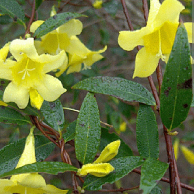 1+1 개나리 자스민 향기나는 식물 꽃 실내화초 쟈스민 겨울꽃, 2개, 기본