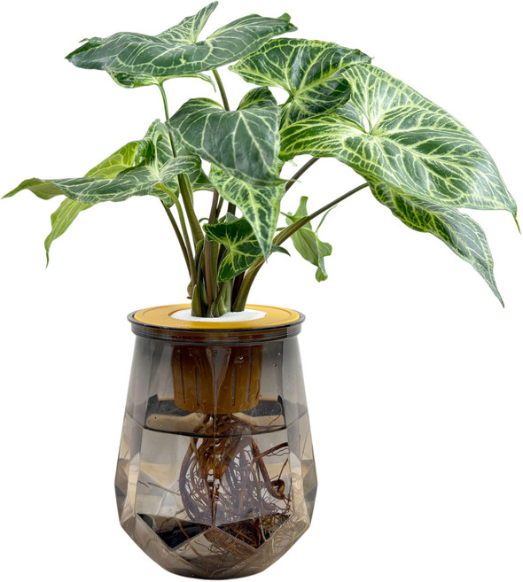 蠟染合果芋 水耕盆栽 室內桌上植物, 蠟染合果芋+塑膠鑽石盆-透黑色, 1個