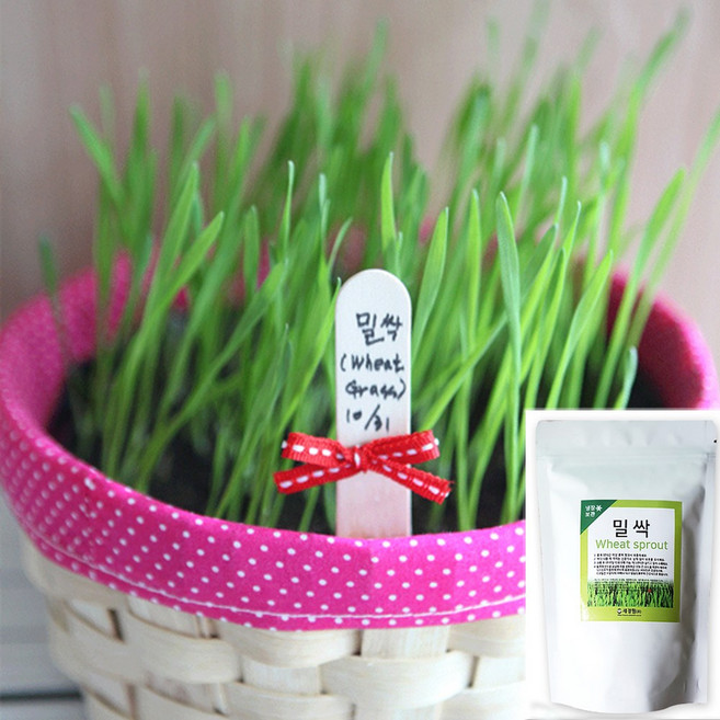 세경팜 밀싹300g 새싹채소씨앗 키우기, 1개