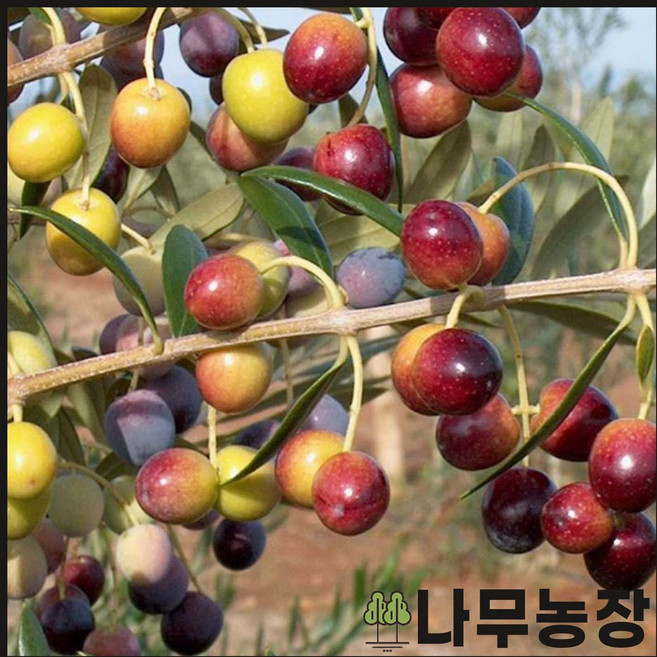 (나무농장) 이름있는 품종 올리브나무 5치포트 12종 품종 택1, 올리브, 1개, 4.코랏티나