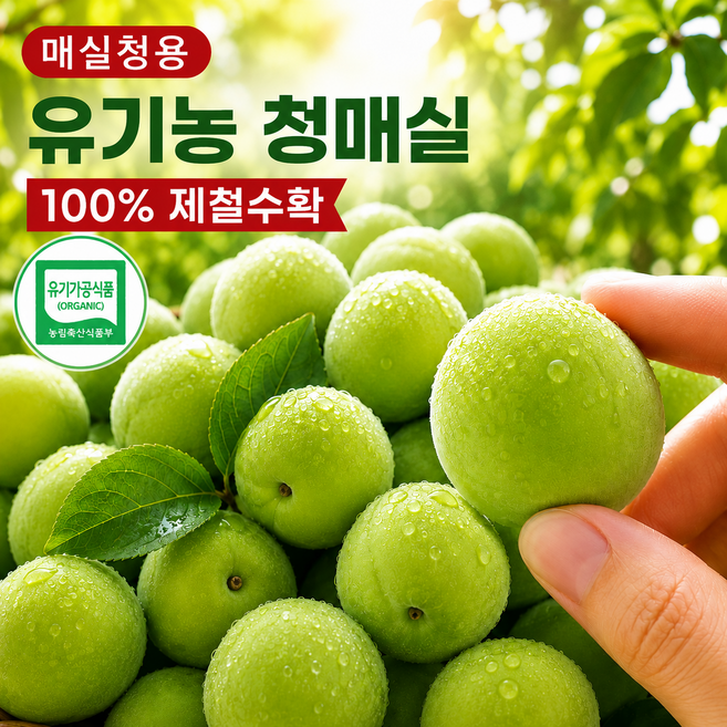 [오늘산지] 광양 청매실 10kg (특) 유기농 매실 황매실 매실청용 짱아치용, 1박스, 유기농 유기농광양 매실 (혼합과) 5kg