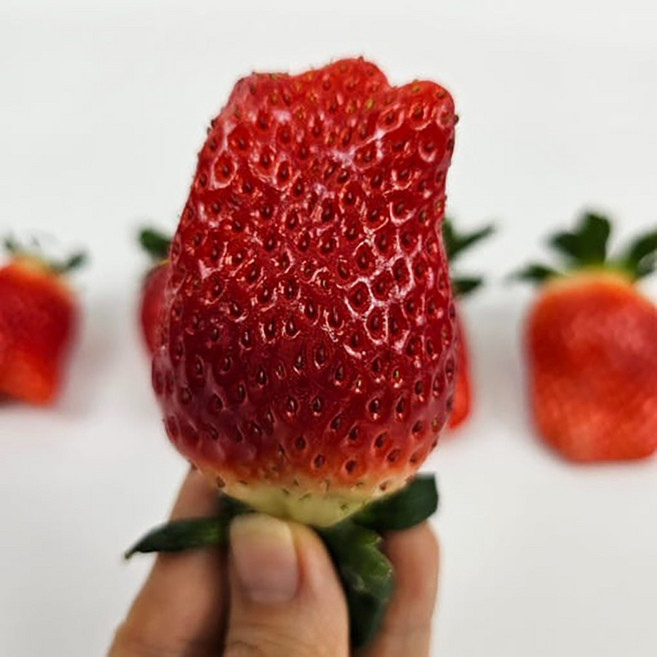 논산킹스베리딸기 설향 생딸기 달콤한 과즙 팡팡 대왕특, 1개, 논산 생 딸기 설향 700g (24-35과) 특