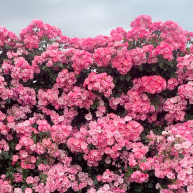 (농업창조) 안젤라 사계장미 넝쿨장미 줄장미 덩굴장미 정원가드닝, 1개, 스칼렛 빨강색