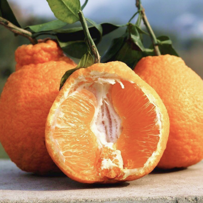 [가족대명절] 구매1위 온가족 프리미엄 한라봉, 1박스, 5kg