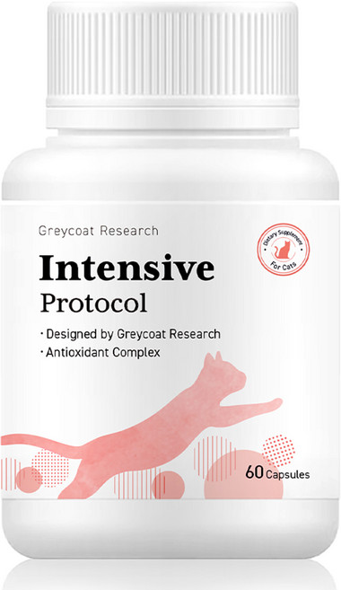 야옹섬 신부전 고양이 세포 집중 케어 신장 영양제 인텐시브 HCM 빈혈 2개월분, 60정, 1개