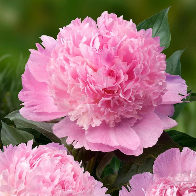 작약 알러티에 사각화분묘 향기나는 꽃 - 쿠팡