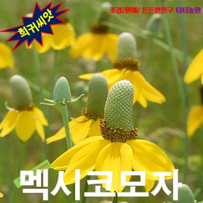 (씨앗나라) 콘플라워 멕시코모자 혼합 씨앗 15립, 1개