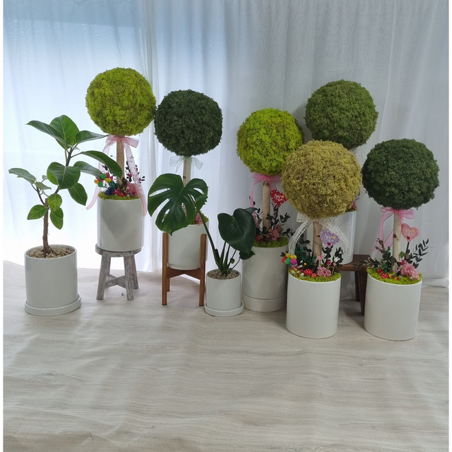 스칸디아모스화분 개업선물 대형 토피어리 공기정화식물, 미디엄그린, 1개