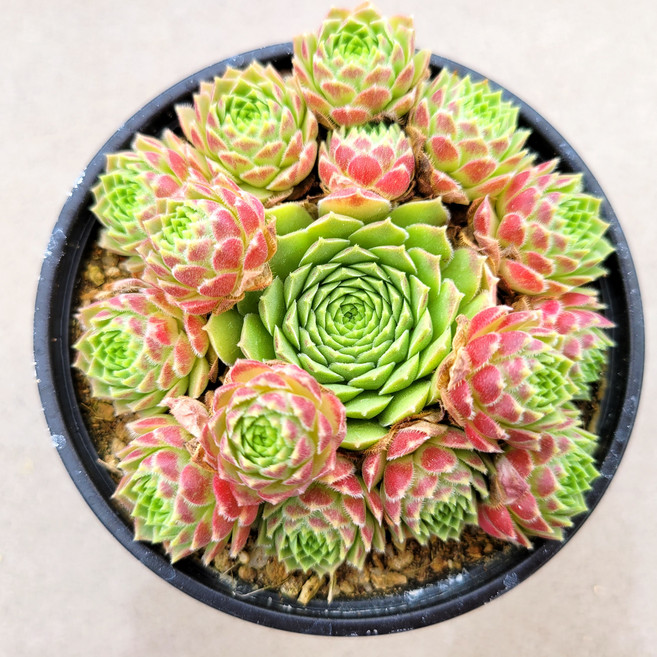 에드워드볼스 바위솔 선별발송 분채배송 월동다육 꽃과정원이야기, 1개