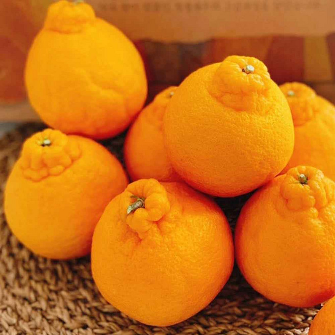 당도보장 중대과 한라봉 제주직송 제철과일 가정용 귤, 1박스, 4.5kg