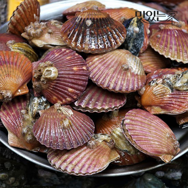 맛있는 통영 쫄깃탱글 홍가리비 2kg/3kg [빙장포장], 1개