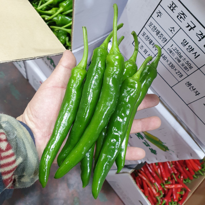 정든농산 아삭아삭 오이맛고추 못난이 특품, 오이맛고추 (특), 1박스, 1kg