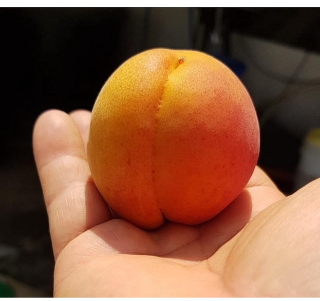 왕살구-하코트묘목 2주 초하묘목 1주 총 3주세트, 3개, 살구