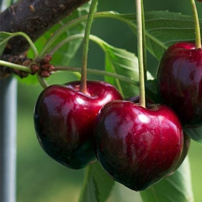 왕체리 묘목 / 인기품종 비잉품종 1주와 레이니어품종 1주 / 수분수 최상조합 2주세트, 2개, 나무색