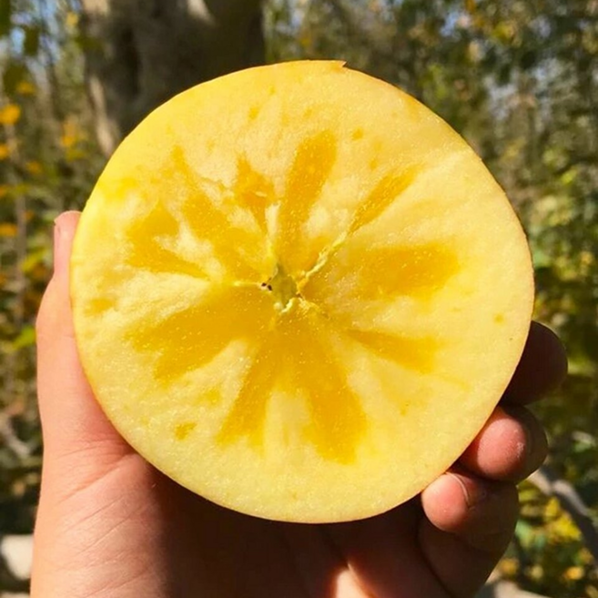 [역대급딜]수량제한 아삭행복 못난이 설탕범벅 부사사과, 1박스, 5kg