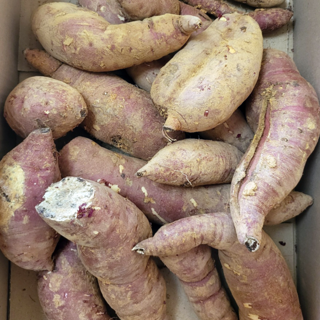 정읍젊은농부 고구마, 호박고구마 못난이A급 5kg, 1박스