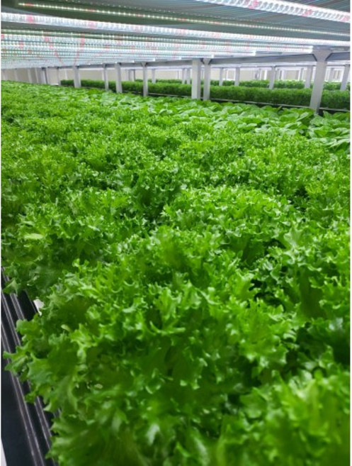 [무공해 무농약 수경재배]유럽 유러피안 샐러드 프릴아이스만 600g 1kg 모듬 야채, 1개