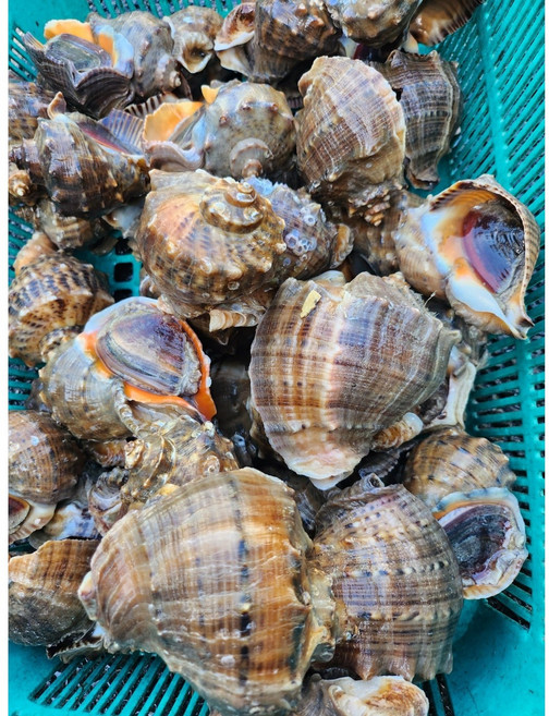 홍지수산 고흥 참소라 향이진한 인생소라, 1개, 1kg, 대사이즈 참소라6-9미