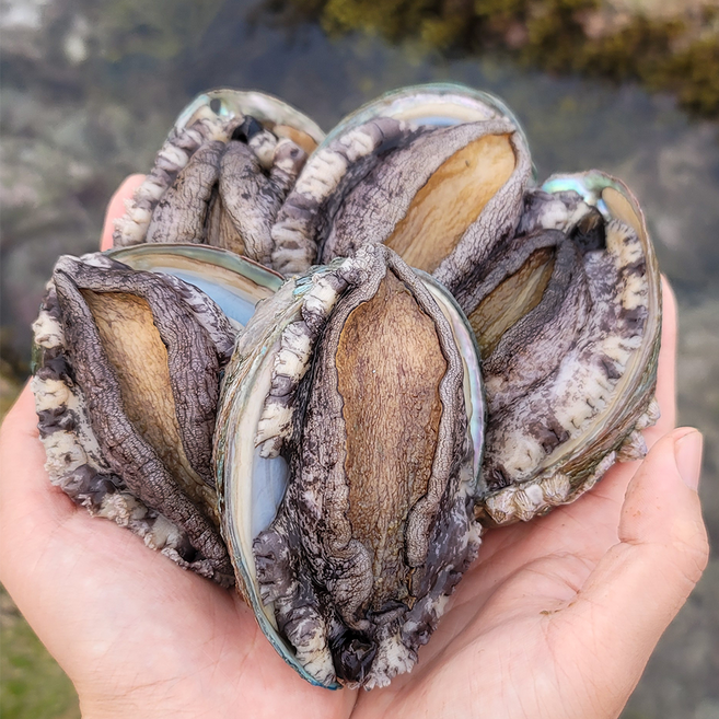 프리미엄 직거래 완도 활 전복 1kg, 1개, 대왕 특대사이즈 전복 7~8미