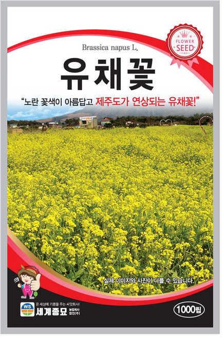 모칸도 유채꽃 씨앗 1000립 세계종묘 꽃씨 꽃씨앗, 1개