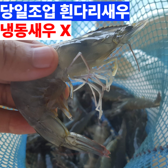 [당일바리] 활 흰다리새우 횟감 새우회 생새우, 1박스, 500g