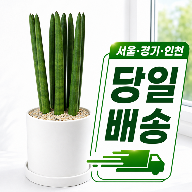 당일배송 퀵배송 서울경기인천 개업화분 집들이 개원 승진 축하화분 공기정화식물 개업식 가게오픈 영전 실내 거실 카페 병원, 1개, 1.소형 스투키(직접배송)