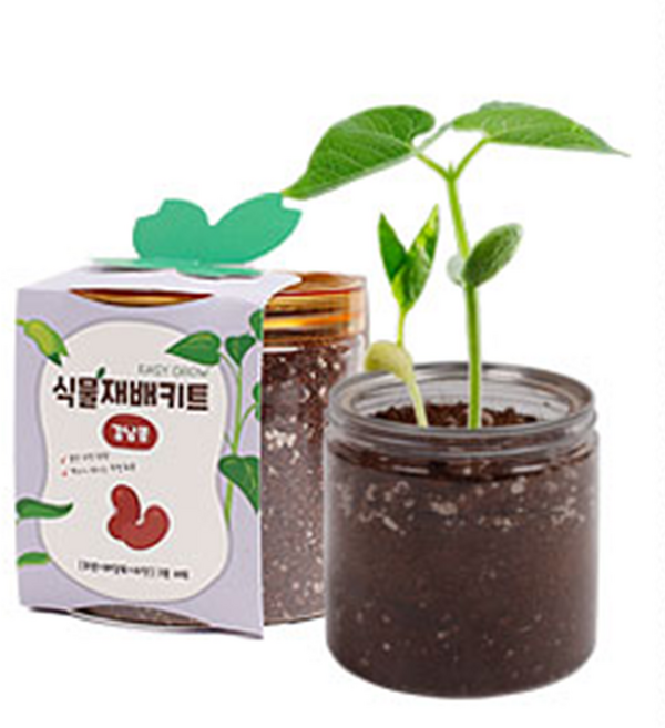 식물재배키트 11개 세트, 강낭콩11개