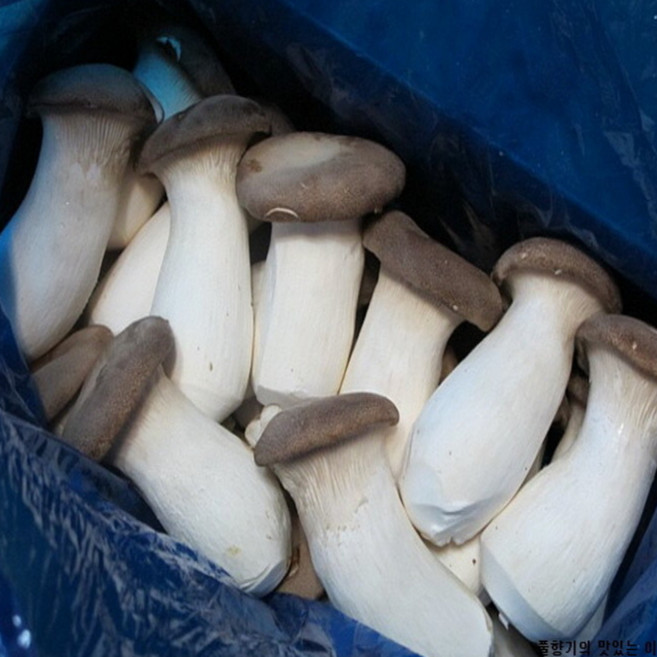 기찬드림 프리미엄 못난이 새송이버섯 상 2kg 4kg 6kg 8kg, 4개