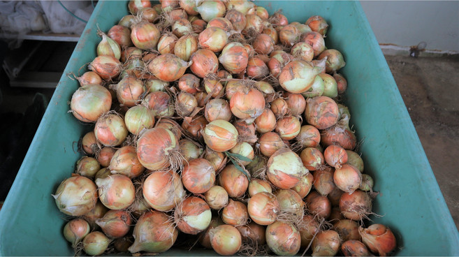 단단하고 신선한 국내산 양파, 1개, 5kg 중소혼합