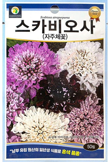 스카비오사 50립 다농 25년 스카비오사꽃씨앗