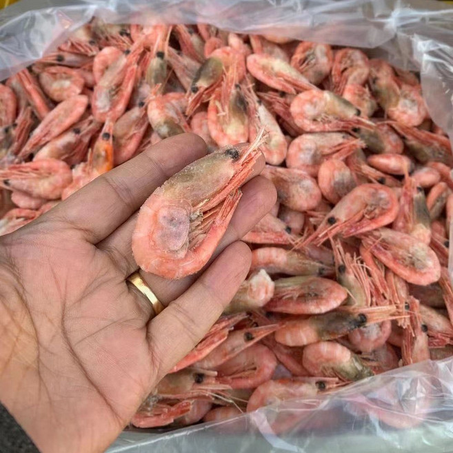 얼음새우 빙샤 빙하 붉은새우 핑크새우 캐나다 5kg, 1개