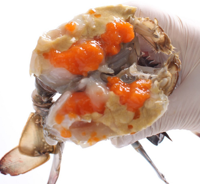 [해다원] 서해안 봄 제철 활 암꽃게 소 3kg(15~18미/빙장/얼음포장), 단품, 단품