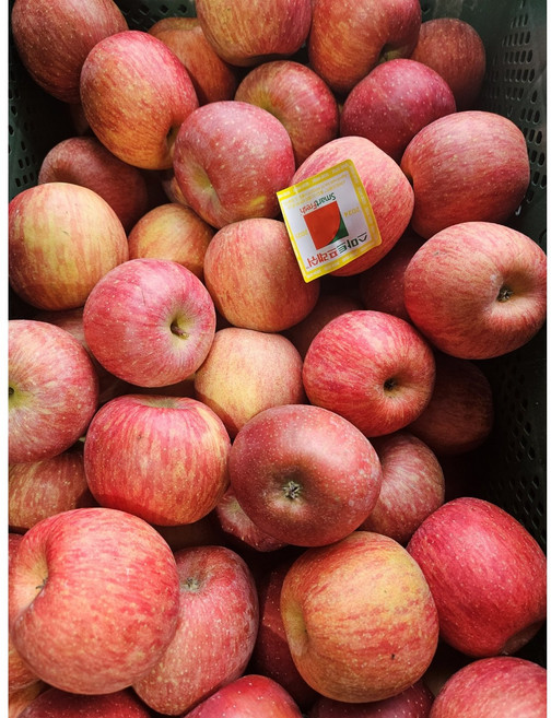 고당도 햇 빨간 청송 안동 가정용 꿀사과(중소과), 1개, 사과3kg