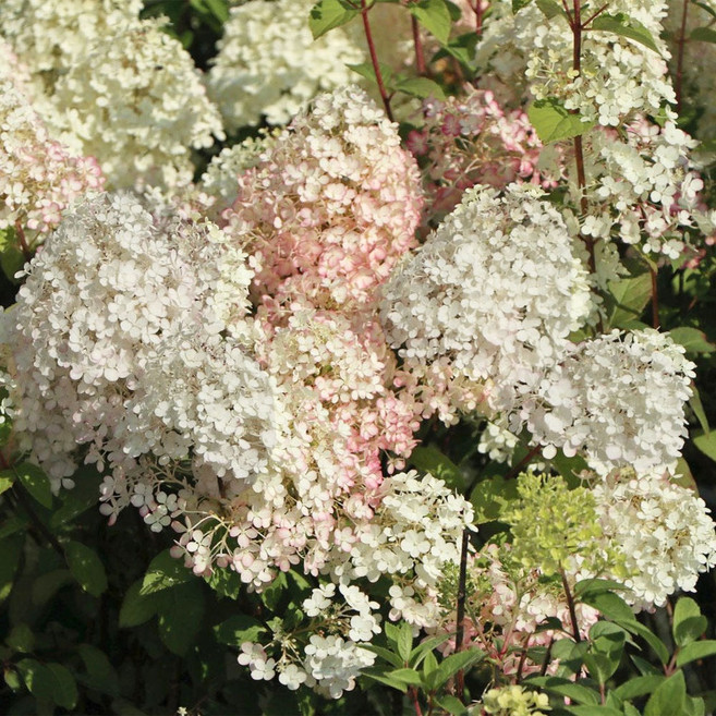 친구식물 목수국 묘목 보보 120L포트 꽃나무 나무수국