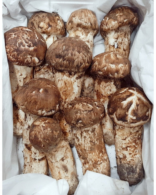 냉동 송이버섯 (국내산 자연산 상품 선물용) 500g, 1세트, 1세트