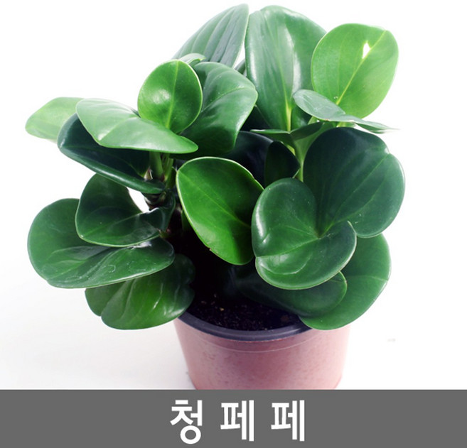 공기정화식물 청페페-페페로미아 후추잎처럼생긴 잎, 1개