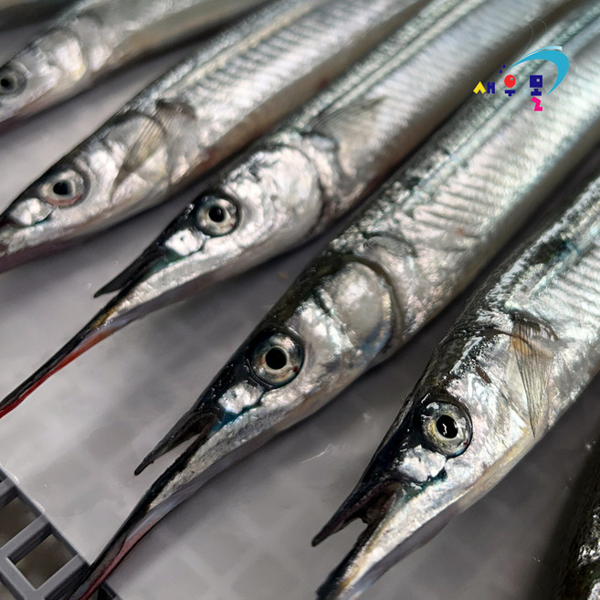 -60도 횟감 동해 학꽁치(대) 3kg(30-40미) 냉동 학꽁치회 원물 횟감 안되면 반품가능, 1박스, 3kg